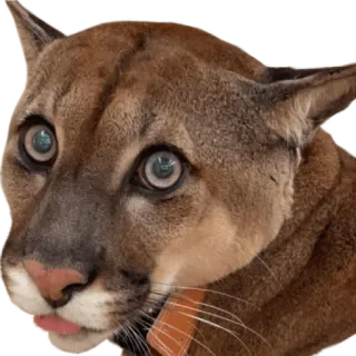 😜 Báo sư tử, Sư tử núi, Mèo, Động vật, Động vật hoang dã, Động vật có vú telegram sticker