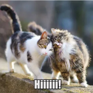 ✋ HIIIIII! gatos, animales, mascotas, saludo, animales domésticos telegram sticker