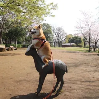 🐗 shiba inu, dog, statue, animal, park, riding telegram sticker