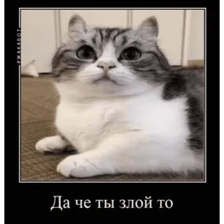 🤿 Да че ты злой то chat, chaton, mignon, animal, animal de compagnie telegram sticker