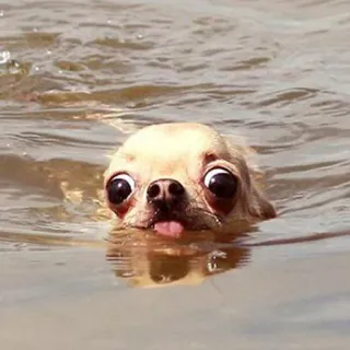😶 狗, 吉娃娃, 游泳, 水, 搞笑, 动物, 表情包 telegram sticker