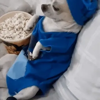 🐾 Hund, Popcorn, Tier, Haustier, süß, Chihuahua, blau telegram sticker