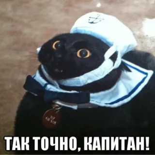 ⛵ ТАК ТОЧНО, КАПИТАН! gato, marinheiro, capitão, animal, engraçado, meme whatsapp sticker