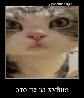 🤔 это че за хуйня cat, meme, offensive, russian telegram sticker