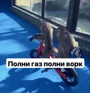 🌟 Полни газ полни ворк singe, vélo, animaux, fun, blague whatsapp sticker