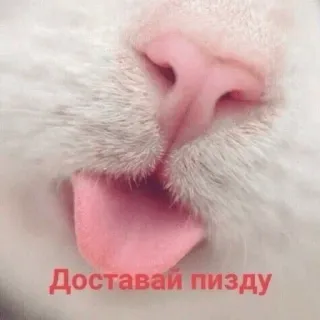😛 Доставай пизду kucing, lidah, binatang, kasar telegram sticker