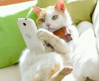 📱 cat, pet, animal, cute, white, orange, toy, domestic telegram sticker