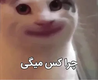 😐 چرا کس میگی cat, meme, persian, offensive telegram sticker