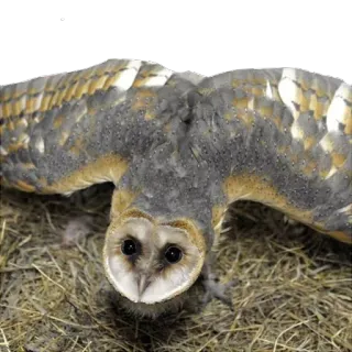 😡 búho, pájaro, animal, lechuza telegram sticker