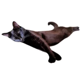 🛏 gato, negro, durmiendo, animal, doméstico telegram sticker