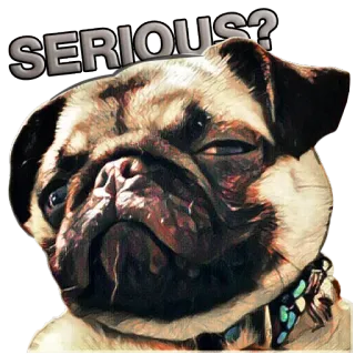 😕 SERIOUS? 퍼그, 개, 진지한, 밈, 웃긴, 동물, 애완동물 telegram sticker
