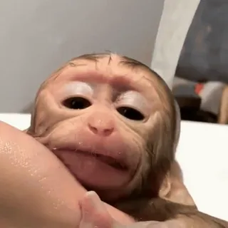 😒 macaco, filhote, fofo, primata, animal, banho telegram sticker