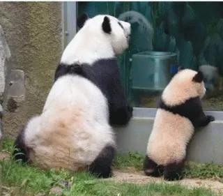 😩 panda, panda bebê, zoo, animais, vida selvagem, fofo, mãe, família telegram sticker