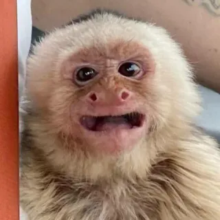 😩 scimmia, carino, animale, primate, mammifero whatsapp sticker