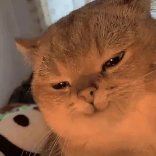 😏 gato, animal, mascota, lindo, meme, divertido, gruñón whatsapp sticker
