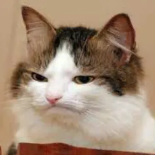 😑 cat, animal, feline, pet, domestic animal whatsapp sticker