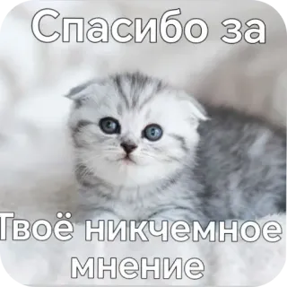 🐱 Спасибо за твоё никчемное мнение whatsapp sticker
