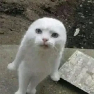 😂 猫, 白い猫, 動物, ペット, かわいい, ミーム whatsapp sticker