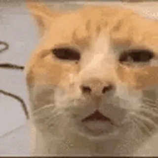 😶 gatto, gatto soriano arancione, meme, animale, animale domestico, gatto domestico telegram sticker
