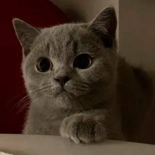 🥺 kucing, anak kucing, imut, kucing abu-abu, British Shorthair telegram sticker