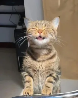 😁 Katze, Tier, fröhlich, lächeln, Katzenartig telegram sticker