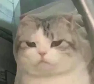 😶 kucing, binatang, lucu, hewan peliharaan, kucing, lucu telegram sticker