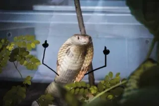 🖕 serpent, cobra, doigt d'honneur, geste offensant, impoli, animal, mème telegram sticker