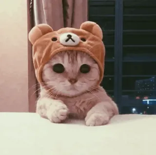 🐾 고양이, 새끼 고양이, 동물, 귀여운, 애완 동물, 곰 모자, 집고양이 telegram sticker