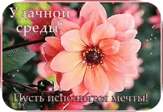 🌸 Удачной среды!
Пусть исполнятся мечты! bunga, harapan, salam, rabu, mimpi whatsapp sticker