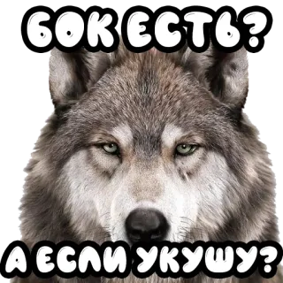 🛌 БОК ЕСТЬ?
А ЕСЛИ УКУШУ? lupo, animale, sticker, russo, domanda, umorismo telegram sticker