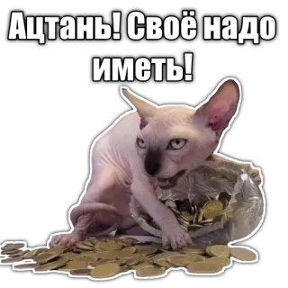 🤑 Ацтань! Своё надо иметь! cat, sphynx, money, coins, meme, russian telegram sticker
