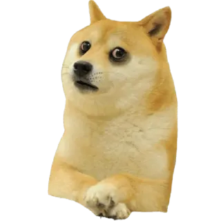 😟 Doge doge, meme, perro, shiba inu, meme de internet, gracioso, lindo telegram sticker
