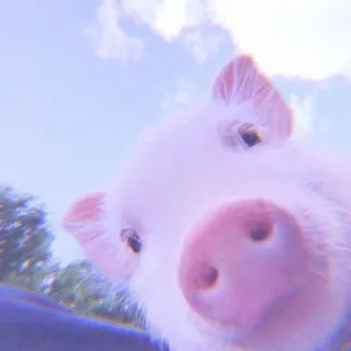 🐽 animal, pig, cute, domestic animal, mammal telegram sticker