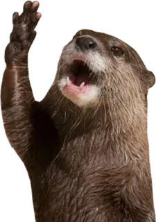 👋 wydra, zwierzę, ssak, słodki, dzika przyroda telegram sticker