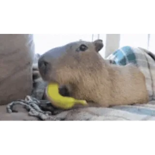 🍌 capybara, rongeur, animal, banane, mignon, animal de compagnie whatsapp sticker