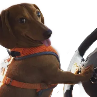 🚙 dog, driving, animal, dachshund, cute, pet whatsapp sticker