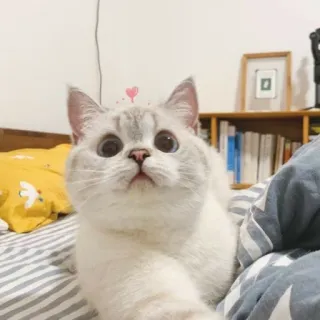 😐 cat, kitten, animal, pet, cute, domestic cat, mammal telegram sticker