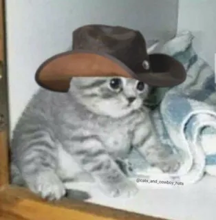 🎀 cat, cowboy hat, animal, cute, kitten, hat, pet whatsapp sticker