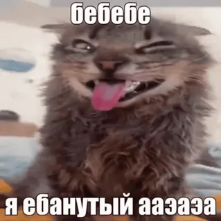 🌟 бебебе
Я ебанутый аааза cat, meme, funny, animal, russian, text, humor telegram sticker