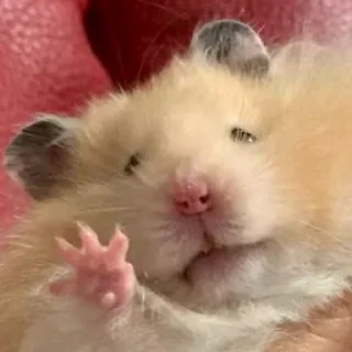 🖐️ chomik, słodki, zwierzę, gryzoń, zwierzątko, uroczy, mały, futrzany telegram sticker
