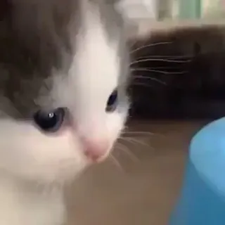💓 gattino, gatto, carino, animale domestico, animale, domestico telegram sticker