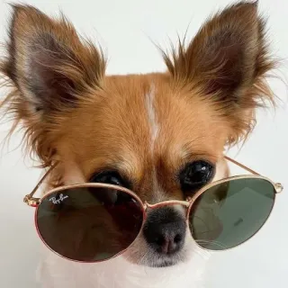 🐶 dog, chihuahua, sunglasses, pet, animal, cool telegram sticker