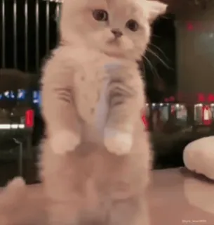 😣 猫, 小猫, 可爱, 动物, 家猫, 宠物 whatsapp sticker