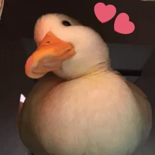 ❤️ pato, fofo, animal, coração, amor, pássaro telegram sticker
