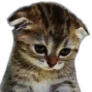 😕 кот, котенок, грустный, питомец, животное, милый telegram sticker