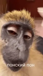 😎 ПОНСКИЙ ПОН scimmia, animale, primo piano, bagno telegram sticker