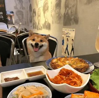 🐕 개, 시바견, 식당, 테이블, 음식, 김치 whatsapp sticker