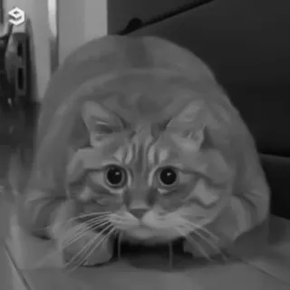 🐈‍⬛️ кот, котенок, милый, животное, домашняя кошка, кошачий, питомец telegram sticker