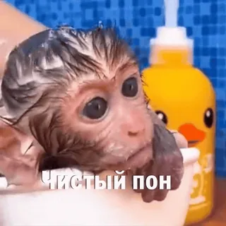 🧼 Чистый пон macaco, banho, fofo, animal, lavando whatsapp sticker
