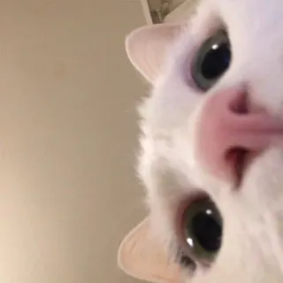 😸 Katze, weiße Katze, Tier, Haustier, süß, Meme whatsapp sticker